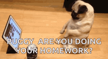 Funny Animals Dogs GIF - Funny Animals Dogs Relaxing Pug GIFs