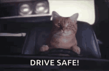 Cat Driving GIF - Cat Driving Kitty GIFs