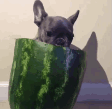 French Bulldog GIF - French Bulldog Watermelon Dog GIFs