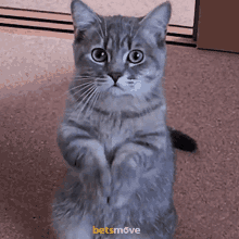 Plaese Cat GIF - Plaese Cat Cat Plaese GIFs