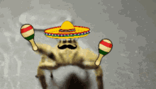 Mexican Spider GIF - Mexican Spider Morocco GIFs