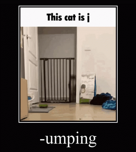 Jump Cat Gif Jump Cat This Cat Is J Descubre Comparte Gifs