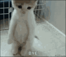 Sad Cat Bye GIF - Sad Cat Bye Kittens GIFs