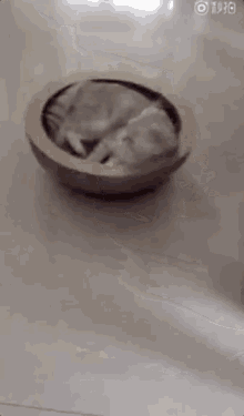 Roomba Cat Nfg GIF - Roomba Cat Nfg Funny Animals GIFs