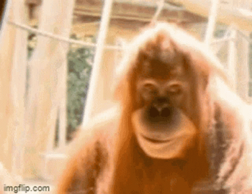 nim-k.gif