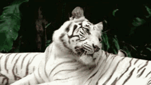 good night tired white tiger