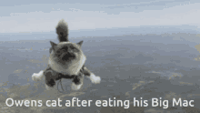 Karolcord Owens Cat GIF - Karolcord Owens Cat GIFs