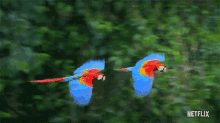 Parrots Life In Color With David Attenborough GIF - Parrots Life In Color With David Attenborough Flying GIFs