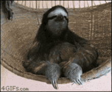 Preguiça Sloth GIF - Preguiça Sloth Chill GIFs