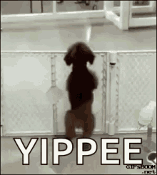 Poodle Excited Dog GIF - Poodle Excited Dog Dance GIFs