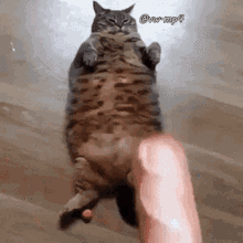 Fat Cat GIF - Fat Cat Bread GIFs