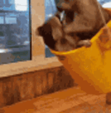 Raccoon Swing GIF - Raccoon Swing Bucket GIFs