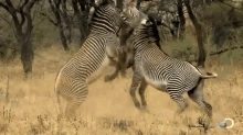 Zebra Stallion Picks Fights  | Africa GIF - Zebra Fight Stallion GIFs