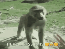 Baboon Monkey GIF - Baboon Monkey Butt GIFs