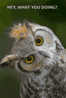 Owl What You Doing GIF - Owl What You Doing Curious GIFs