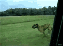 Dog Jumping GIF - Dog Jumping Pulo GIFs