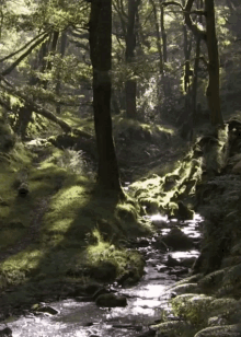 forest creek headlikeanorange whisperapp