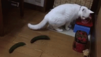cucumber-cat.gif