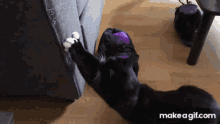cat furniture funny cat norman fait des vid%C3%A9os norman norman fait des videos cat furniture funny cat norman fait des vid%C3%A9os norman norman fait des videos