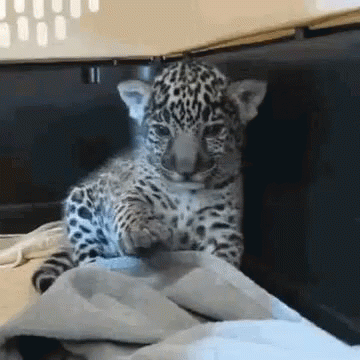 funny-animals-just-chill.gif