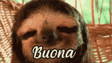 Buona Domenica Domenica Bradipo Dormire Pigro Pigrizia GIF - Enjoy Your Sunday Sunday Sloth GIFs