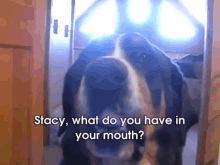 Where Eegs Come From GIF - Dog Stacy Egg GIFs