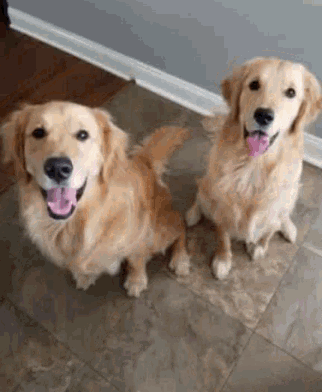 Golden Retriever Dogs GIF - Golden Retriever Dogs Good Boys - Discover ...