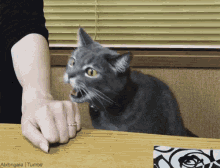 Cat Dont Bother Me GIF - Cat Dont Bother Me Mind Me GIFs