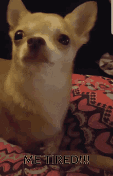 Tired Chihuahua GIF - Tired Chihuahua Cute Dog GIFs
