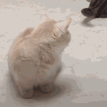 Sucktea Dabok GIF - Sucktea Dabok Cat GIFs