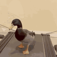 Duck Treadmill GIF - Duck Treadmill GIFs