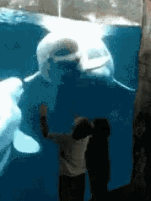 Dolphin rape gif