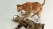 dead cat cpr funny animals cute revive