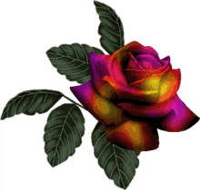 b%C3%B6be giffjei orange pink purple rose