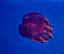深海魚 GIF - Shinkaigyo Aquatic Life Ocean GIFs
