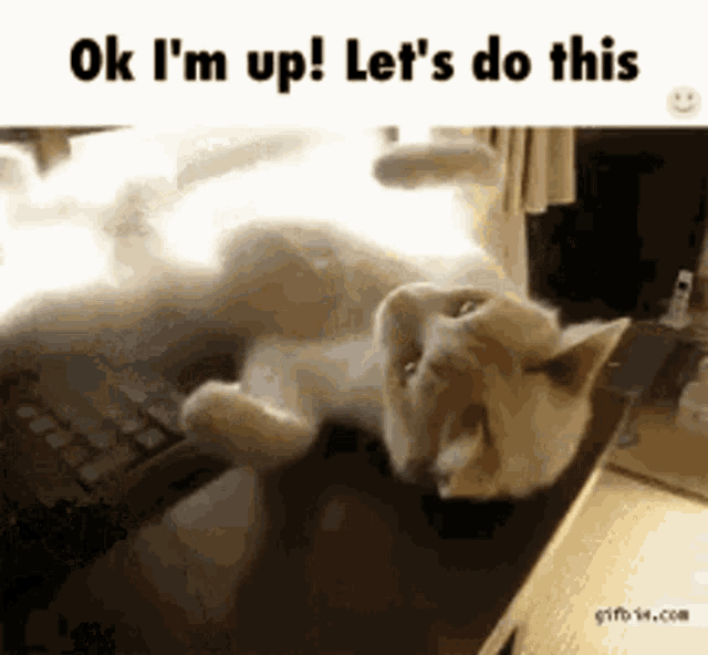 Waking Up Cat GIF - Waking Up Cat Ok Im Up GIFs