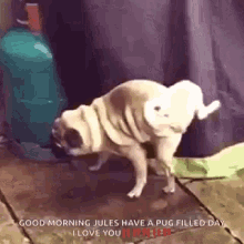 Peeing Dog GIF - Peeing Dog Funny GIFs
