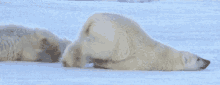 Polar Bear Slide GIF - Polar Bear Lazy Slide GIFs