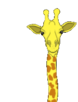 Giraffe GIFs | Tenor