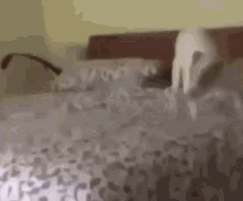 dog pooping on bed dog spinning dog