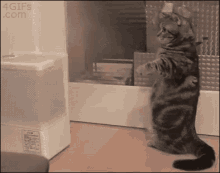 Steam Standing Cat GIF - Steam Standing Cat Cats GIFs
