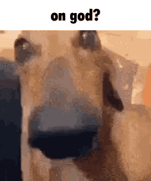 Dog Nose GIF - Dog Nose On God GIFs