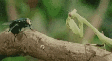 Fly GIF - Fly Mantis Bug GIFs