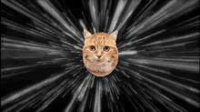 Speed GIF - Cat Cute Cat Super Cat GIFs