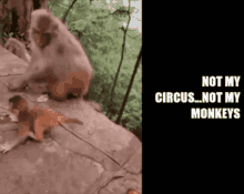 Doesnt Matter Whatever Gif GIF - Doesnt Matter Whatever Gif Not My Circus Not My Monkeys GIFs