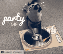 Dog Party Time GIF - Dog Party Time GIFs