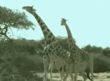 Giraffe Fight!! (It Looks As Silly As It Sounds) GIF - Animals Giraffes Lol GIFs