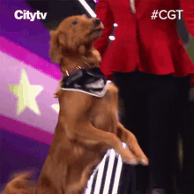 Walking Backwards Canine Circus GIF - Walking Backwards Canine Circus Canadas Got Talent GIFs