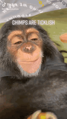 Chimps Tickle GIF - Chimps Tickle Laughing GIFs