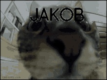 jakob jakob